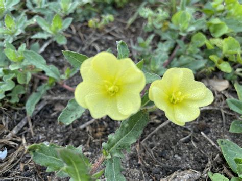 Beyond the Weeds: Cutleaf Evening Primrose (Oenothera laciniata)