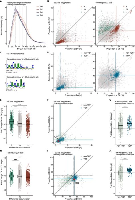 A Unique Poly A Tail Profile Uncovers The Stability And Translational