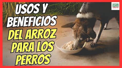 Usos Y Beneficios Del Arroz Para Los Perros Es Bueno O Es Malo