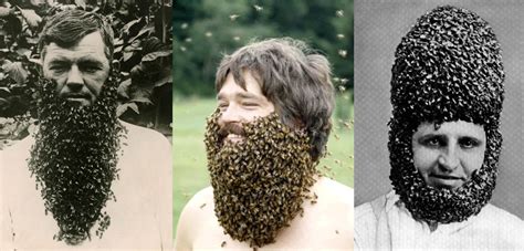 How to grow a beard of bees