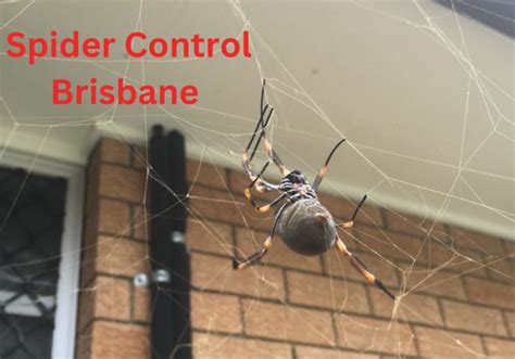 How To Control Spiders In Residential Areas Effectively