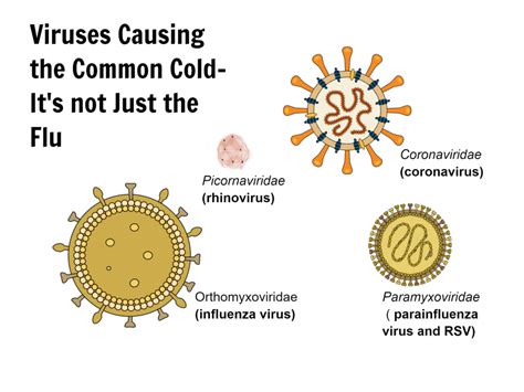 ---The Common Cold – Maria Conley, M.D.