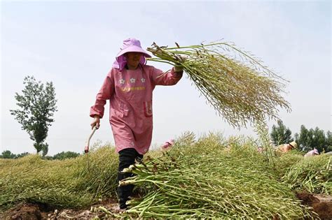 河南沁阳：最美五月天 初夏好“丰”景 中国日报网