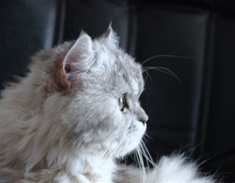 Cats Wallpapers Persian Cat Profile Best Wallpaper Collection Cat