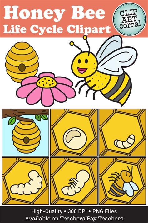 Bee Life Cycle Clip Art in 2023 | Bee life cycle, Clip art, Honey bee ...