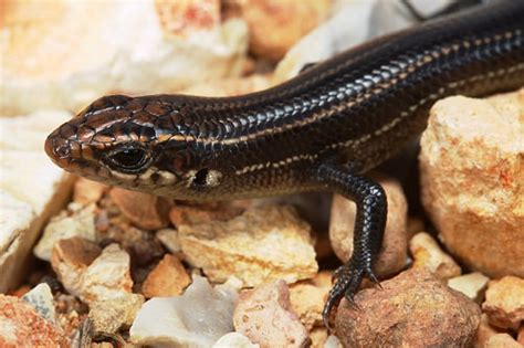 Coal Skink Facts and Pictures | Reptile Fact