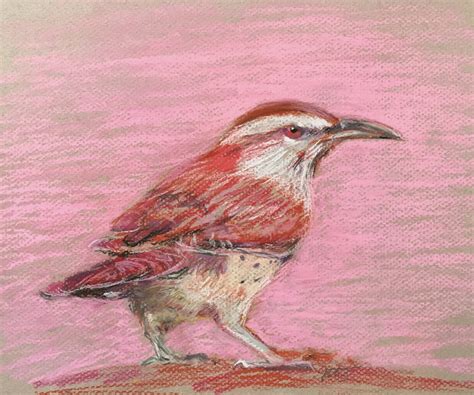 Bird Pastel Drawings Stephanie Peters