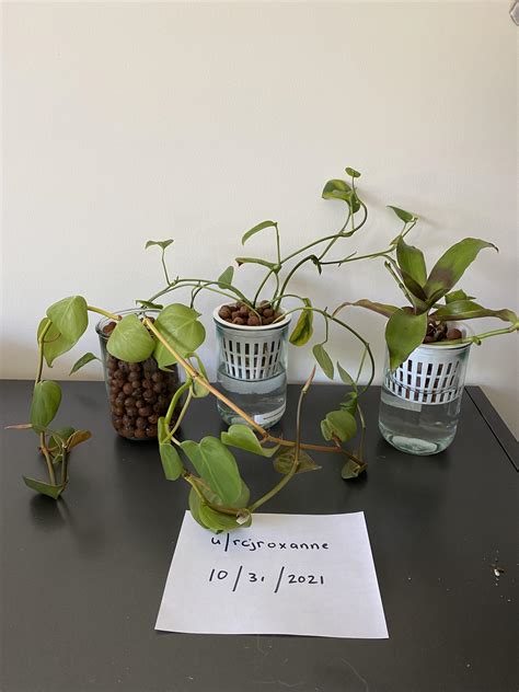 Have: Callisia fragrans, lemon lime heart leaf philodendron, juvenile
