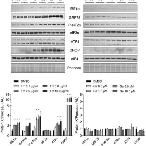 Effects Of Tunicamycin And Guanabenz On Different Branches Of The Upr