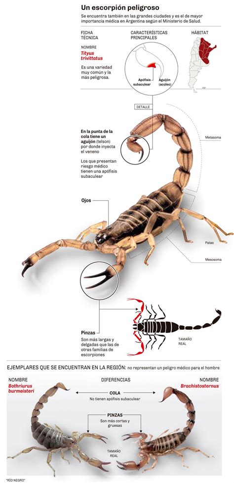 Diferencias Entre Alacr N Y Escorpi N Caracter Sticas Y H Bitat