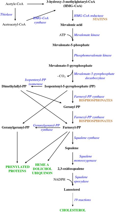 ملف HMG CoA reductase pathway svg المعرفة