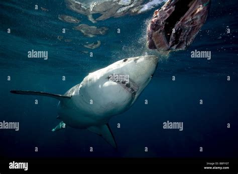 Great white shark side view hi-res stock photography and images - Alamy