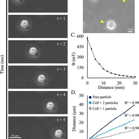 Live Cell Time Lapse Imaging And Single Cell Tracking Of Magnetically Download Scientific