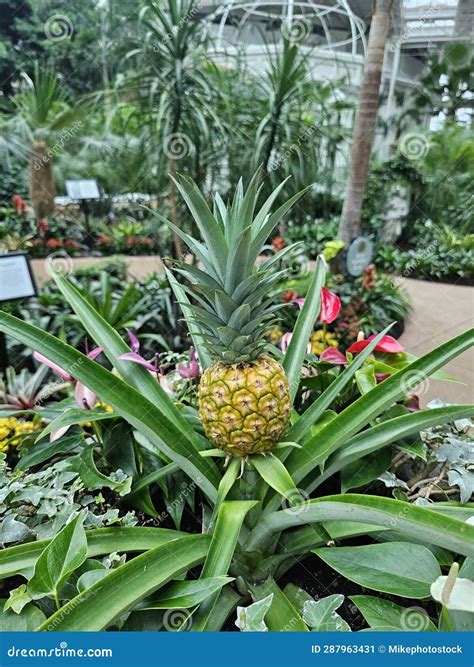 Nashville Indoor Waterfall Tropical River Park Garden Flowers Plants