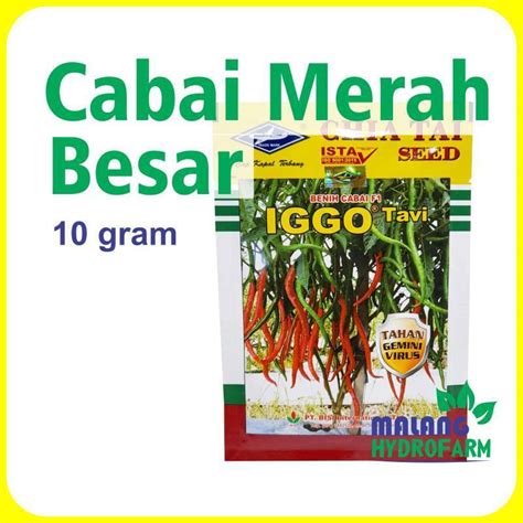 Jual Benih Cabai Merah Besar Iggo Tavi 10 Gram Cap Kapal Terbang Bisi