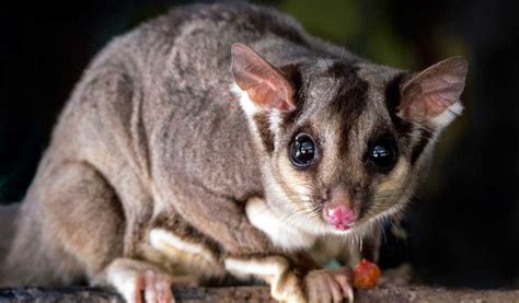 Petauro Caracter Sticas Y Cuidados De Este Marsupial