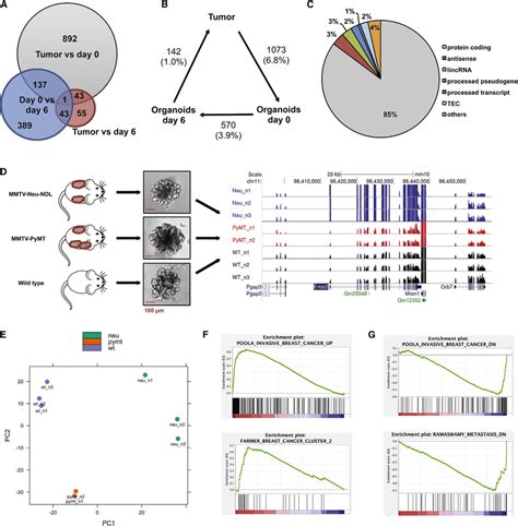 The Transcriptome Of Mmtv Pymt And Mmtv Neu Ndl Tumors A Venn Diagram