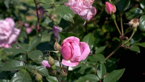 Como Cultivar Mini Rosas Em Vasos Passos