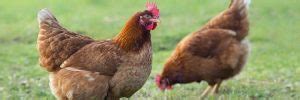 Tout sur les poules pondeuses expérience d éleveurs