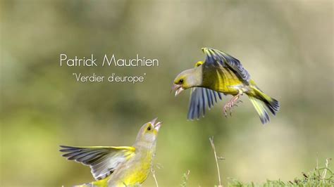 Concours photo les oiseaux du jardin La sélection du jury YouTube