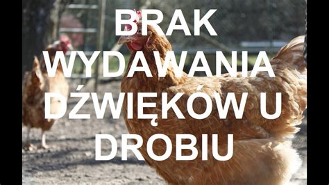 Odcinek Choroby Drobiu Brak Wydawania D Wi K W Przez Kury Porady