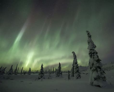 Beautiful Aurora Display Dancing Over The Snow Covered Tundra Near