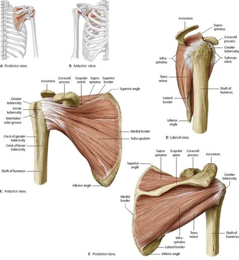 Scapula Muscles กล้ามเนื้อ