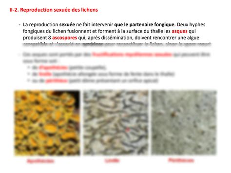 Solution Biologie Vegetale Reproduction Sexuee Des Lichens Studypool