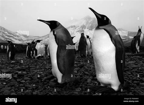 King Penguin, Antarctica Stock Photo - Alamy