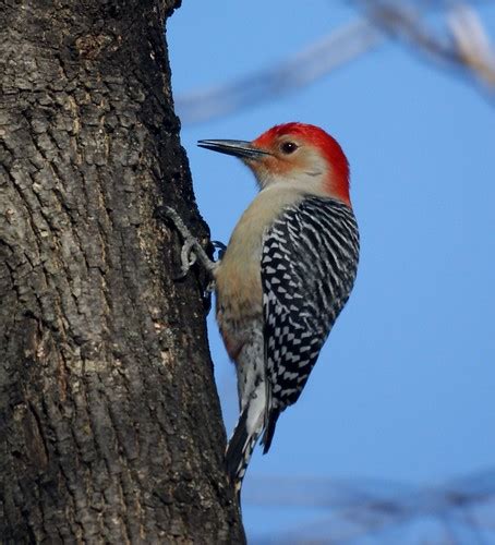 Nj Bird Photos Birds Of New Jersey