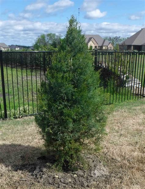 Eastern Red Cedar Enhance Your Landscape And Privacy