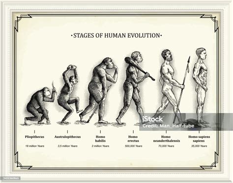 Stages Of Human Evolution Stock Illustration - Download Image Now ...