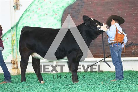 Purebred Simmental Ring Shots Next Level Images