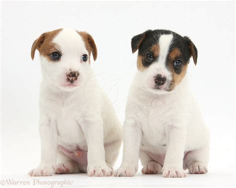 Dogs: Two Jack Russell Terrier puppies, 4 weeks old photo WP33904