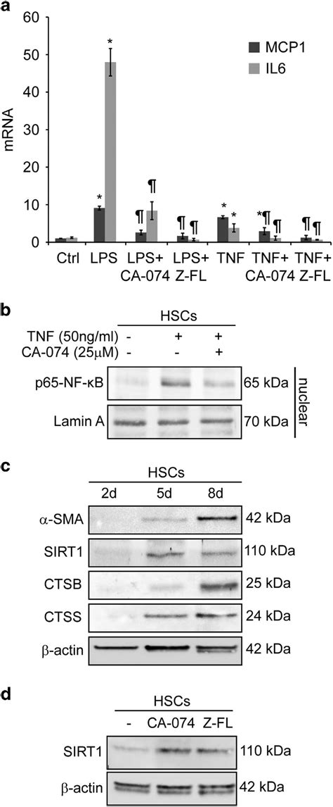 Cysteine cathepsins modulate SIRT1 and NF κB induction in primary HSCs