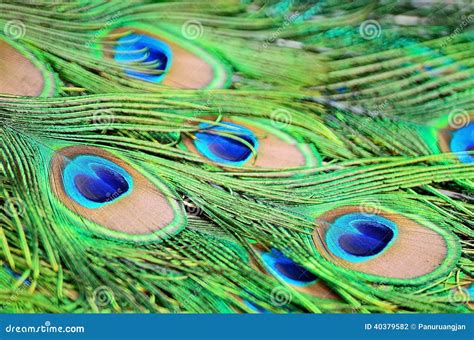 Male Green Peacock Feathers Stock Photo - Image: 40379582