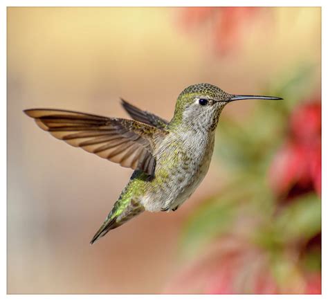 Pacific northwest hummingbirds Photograph by Allene Long