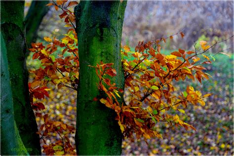 Lots Of Colors Everywhere Plant Nature Photos Tomek S Photoblog