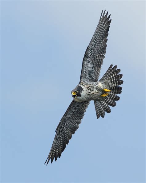 Falcon In Flight 8 X 10 1200p Tom Lusk Galleries Digital Photography