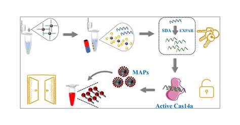 Multiple Isothermal Amplification Coupled With Crisprcas A For The