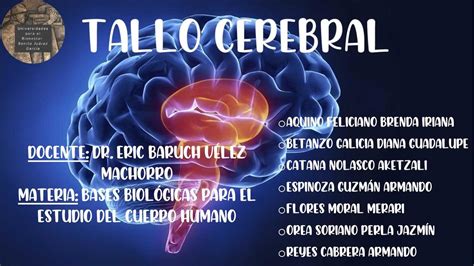 Tallo Cerebral Armando Reyes Cabrera UDocz