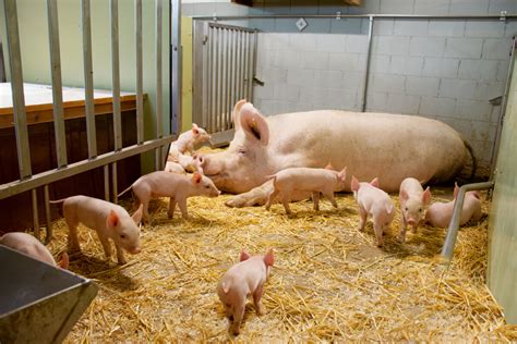 Tierhaltung Schweizer Bauern