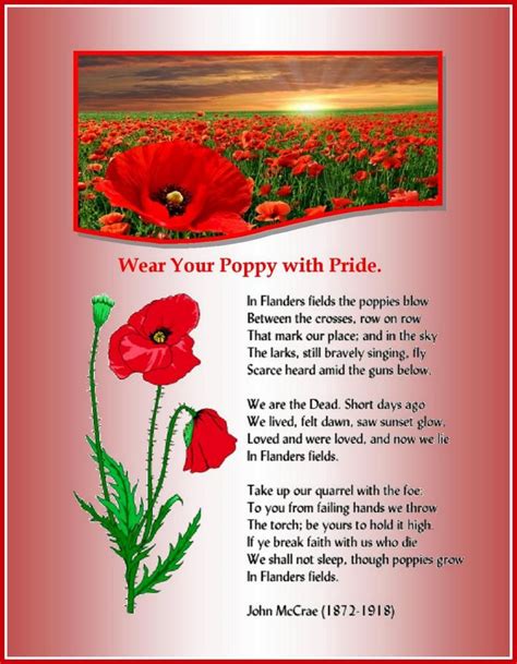 Flanders Fields May Is Poppy Month Remembrance Day Poppies