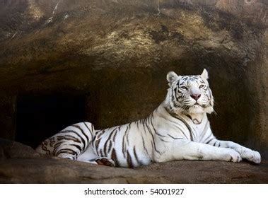 Tigers lair : 214 images, photos et images vectorielles de stock | Shutterstock