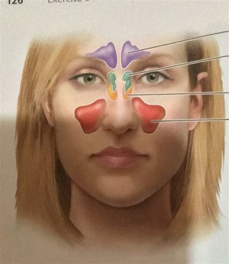 A P Lab Exam 1 Pt 8 Sinuses Diagram Quizlet