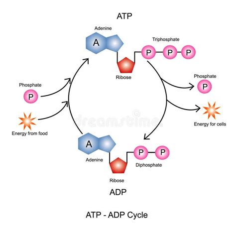 Ciclo Do Adp Do Atp O Atp Do Triphosphate De Adenosina é Um Chemica Orgânico Ilustração Do Vetor