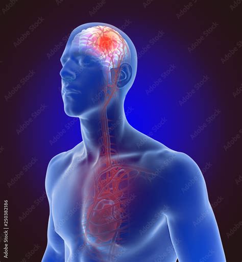 3D Illustration Of The Of The Blood Vessels In The Human Brain And