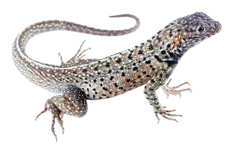 Isabela Lava Lizard Microlophus Albemarlensis