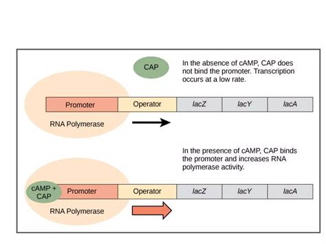 Protein Synthesis In Prokaryotespptx