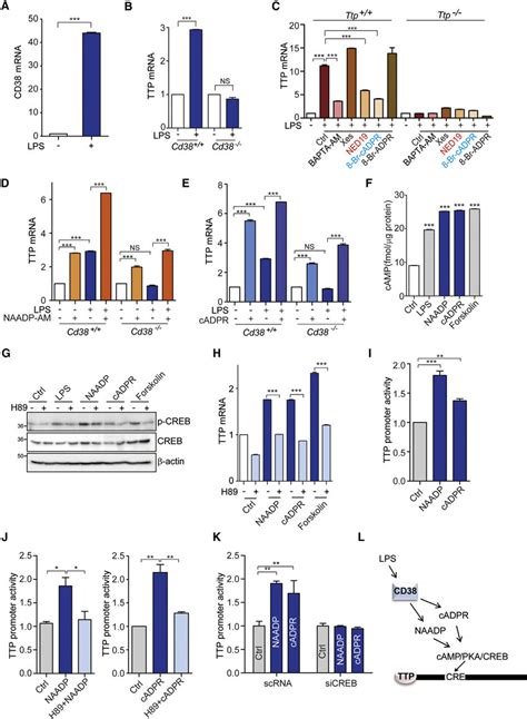 Cd Catalyzed Naadp And Cadpr Induces Ttp Expression Via The